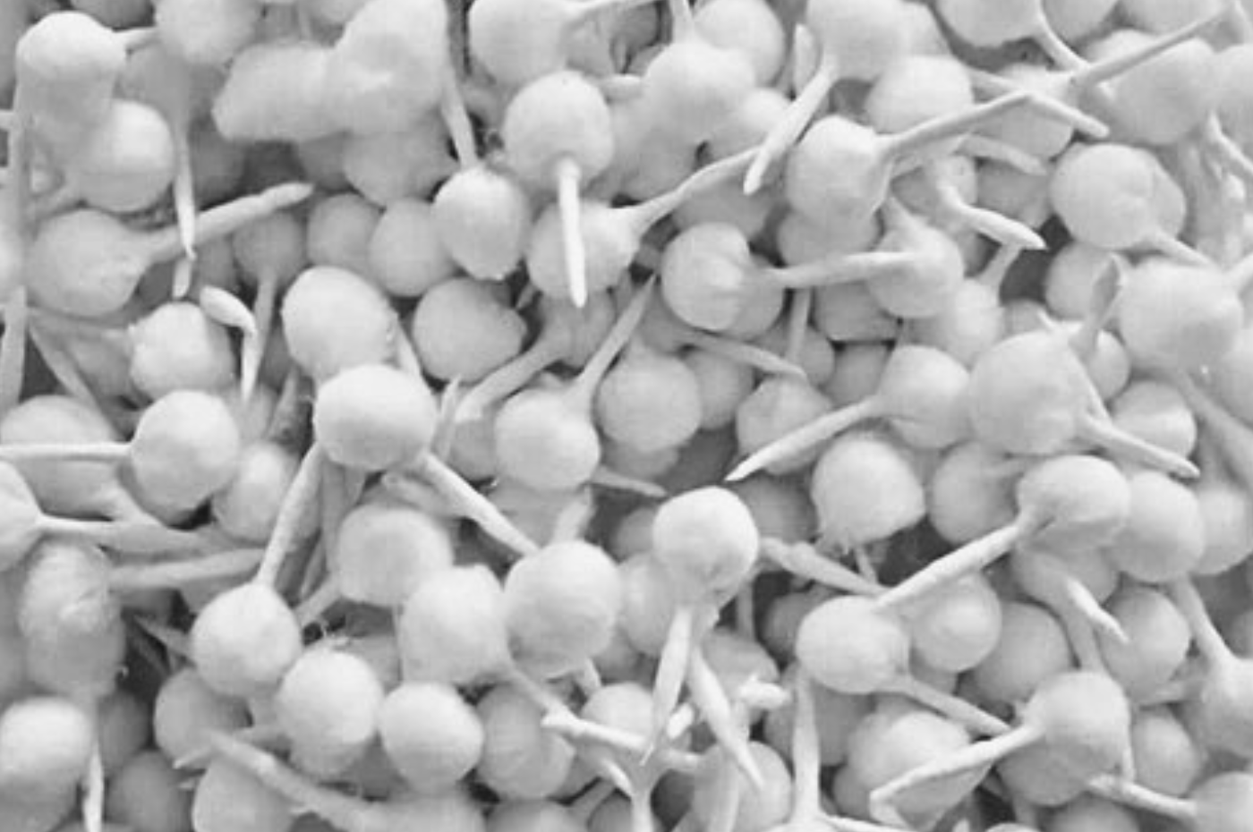 Cotton wick Machines Category