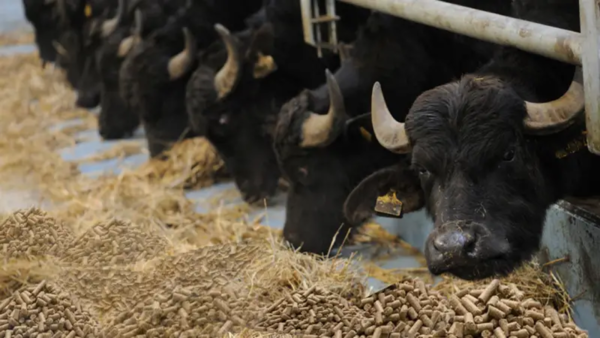 buffelo thubb category cattle