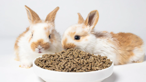 rabbit thubb category cattle